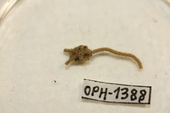 Media type: image;   Invertebrate Zoology OPH-1388 Description: Preserved specimen.;